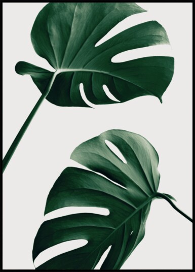 Tropical Monstera Leaves Plakat / 100x150
