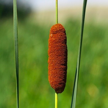 Sumpplante "Typha laxmannii"