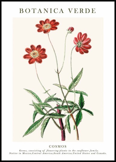 Cosmos Botanical Plakat Plakat / 30x40cm