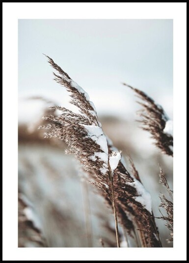 Winter Reed Plakat Plakat / 30x40cm
