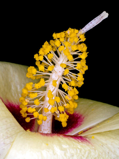 Gossypium Darwinii av Pauline Snoeijs