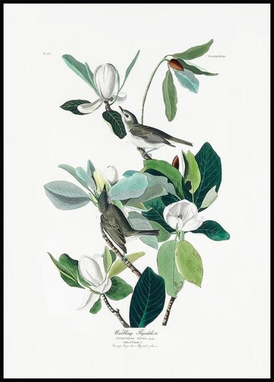 Warbling Flycatcher From Birds of America 1827 Plakat Plakat / 30x40cm