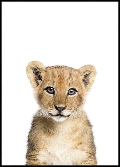 Baby Lion Plakat / 100x150cm Baby Lion Plakat / 100x150cm