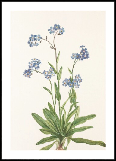 Alpine Forget Me Not From North American Wildflowers 1925 By Mary Vaux Walcott Plakat / 21x30