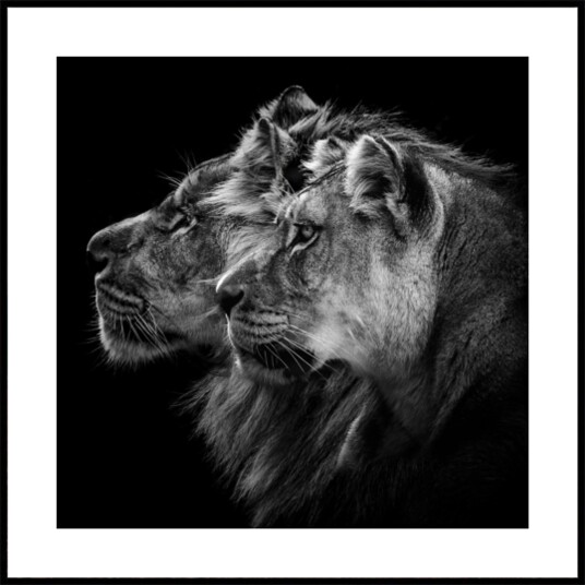Regal Lion Pair Plakat / 70x70 Regal Lion Pair Plakat / 70x70