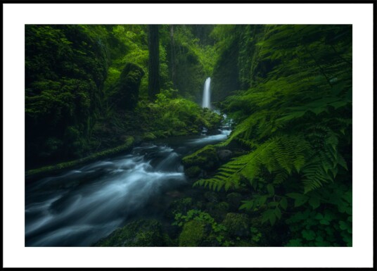Flowing Forest Falls Plakat / 70x100