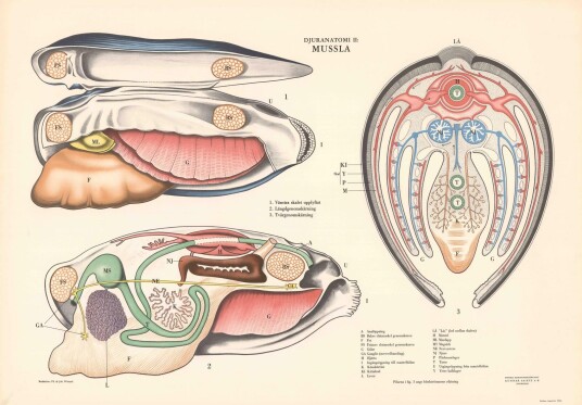 Poster Anatomisk Musling Diagram