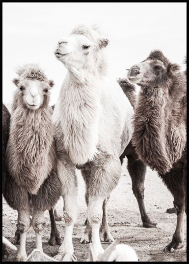 Camels in the Desert Plakat Plakat / 70x100cm
