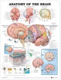 Anatomical Chart Company Anatomy of the Brain Anatomical Chart Anatomical Chart Company Anatomy of the Brain Anatomical Chart