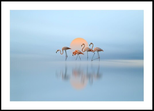 Flamingo in haven Plakat Plakat / 50x70cm