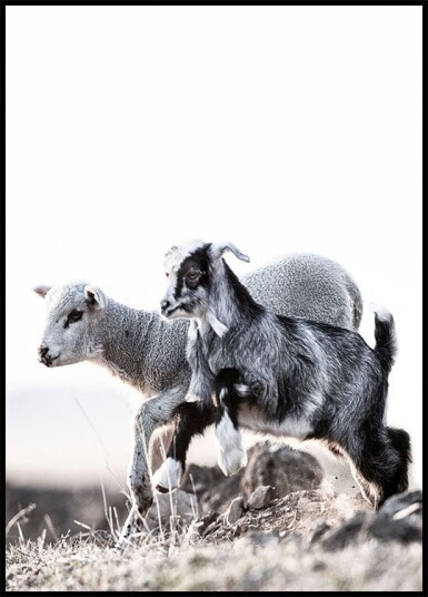 Lamb Plakat Plakat / 100x150cm