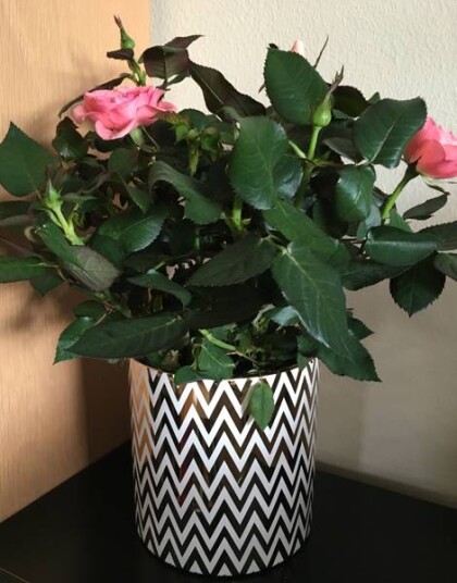 Blomsterpotte med sikk sakk mønster i hvit og gull