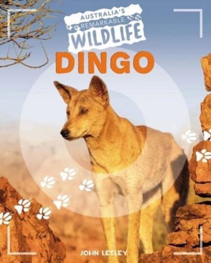 Dingo Dingo