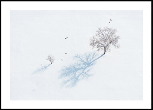 Shadows of Trees and Birds Plakat Plakat / 70x70cm