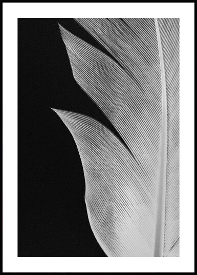 Pictufy Studio Iii Feather No.5 Plakat Plakat / 30x40cm