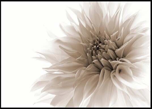 Dignified Plakat Plakat / 30x40cm Dignified Plakat Plakat / 30x40cm