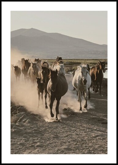 Wild Horses Gallop Plakat Plakat / 100x150cm Wild Horses Gallop Plakat Plakat / 100x150cm