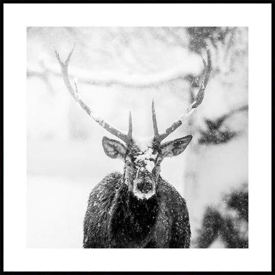 Male deer in heavy snow Plakat Plakat / 100x100cm Male deer in heavy snow Plakat Plakat / 100x100cm
