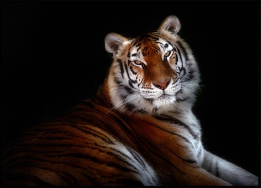 Majestic Tiger Gaze Plakat / 100x150 Majestic Tiger Gaze Plakat / 100x150