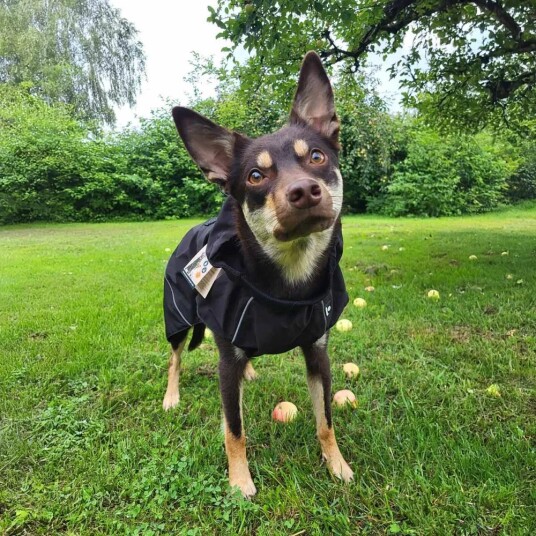 Ozami Vanntett Regntrekk til Hund S 36 cm med Fleecefôr
