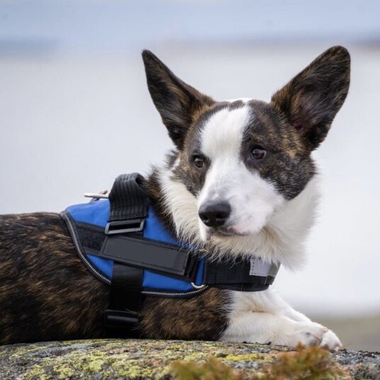 K9 populær ett-klikk hundesele