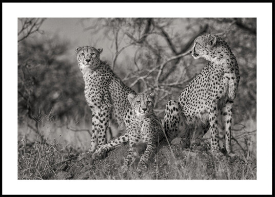 Three Cats Poster Plakat / 30x40cm