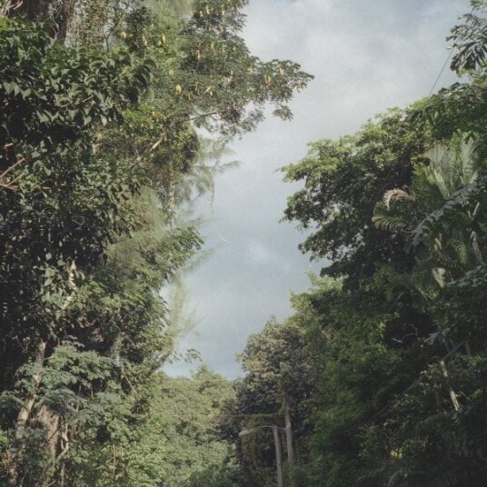 Zac Nelson New Once LP/Vinyl
