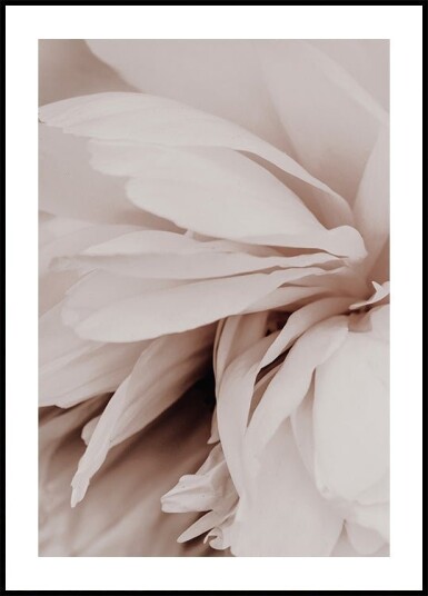 Peony Plakat / 70x100cm