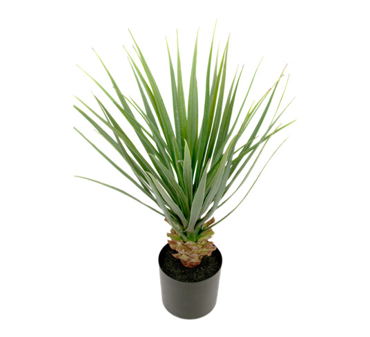 Mr. Plant Yuccapalme 58 cm