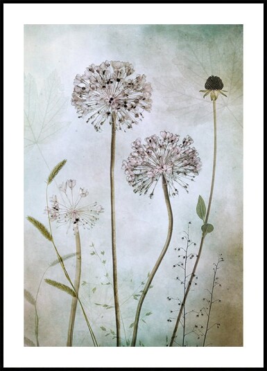 Mandy Disher Allium Plakat Plakat / 100x150cm