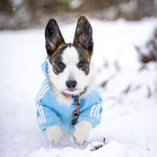 Adidog Kul Hettegenser Til Hund
