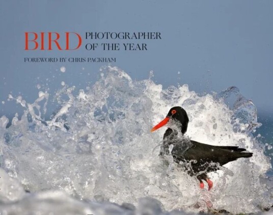 Bird Photographer Of The Year Av Bird Photographer Of The Year