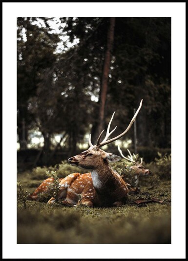 Deer In The Forest Plakat Plakat / 40x50cm Deer In The Forest Plakat Plakat / 40x50cm