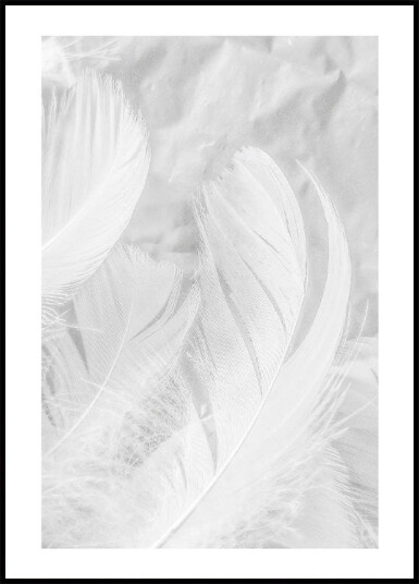 Soft Feather Plakat Plakat / 50x70cm