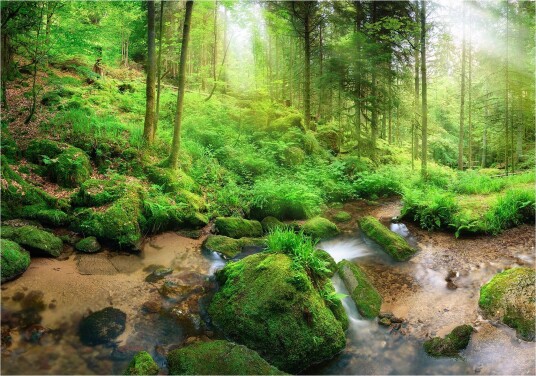 Fototapet Humid Forest 400x280 - Artgeist sp. z o. o.