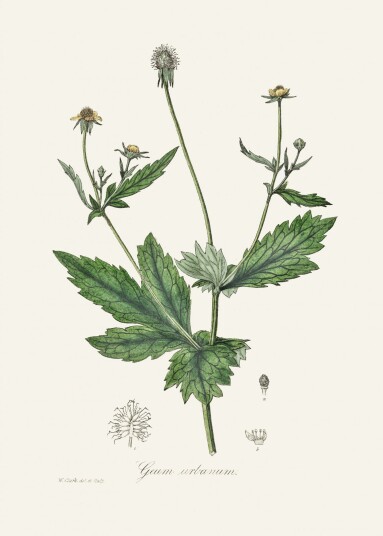 Plakat Geum Urbanum botanisk