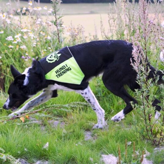 Canelana Markeringsdekken Hund i Trening Large Gul/Svart