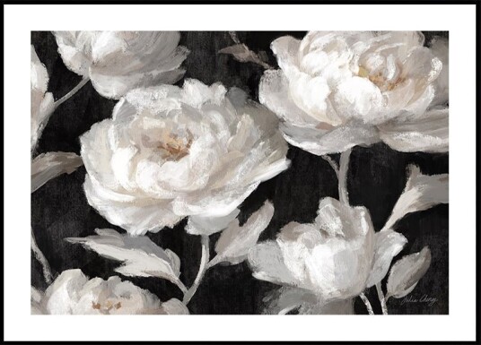 White Peonies On Black Julia Cheney Plakat Plakat / 30x40cm White Peonies On Black Julia Cheney Plakat Plakat / 30x40cm