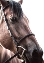 Brown Horse Plakat Plakat / 21x30cm