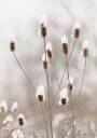 Snowy Dried Flowers Plakat Plakat / 40x50cm