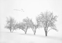 White World Plakat Plakat / 30x40cm