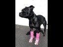 4Pack Ankelvarmere Til Hund