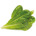 Click and Grow Refill Romaine Salat, 3-pakning