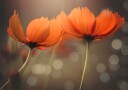 Glowing Cosmos Flowers Plakat / 30x40