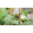 Nelson Garden 5918 Blomsterpinne tre, natur, 10-pakning 95 cm, Avling