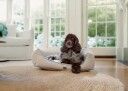 Lexington Hundeseng Beige 65 x 45 cm