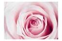 Fototapet Rose Maze 250x175 - Artgeist sp. z o. o.