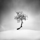 Winter Tree Plakat Plakat / 70x70cm