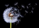 Dandelion Blowing Plakat Plakat / 100x150cm