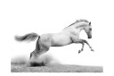 Fototapet White Gallop 250x193 - Artgeist sp. z o. o.